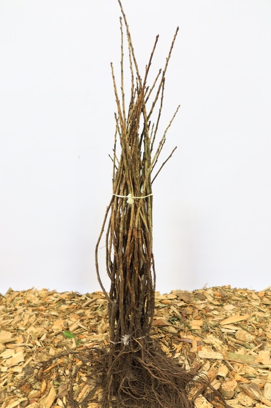 Ribes rubrum 'Rondom' - Rode bes (Kale wortel)