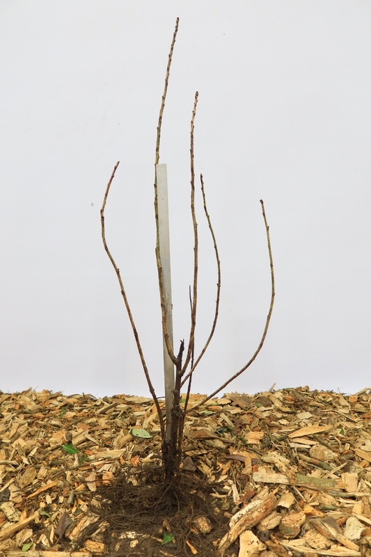 Ribes rubrum 'Rondom' - Rode bes (Kale wortel)