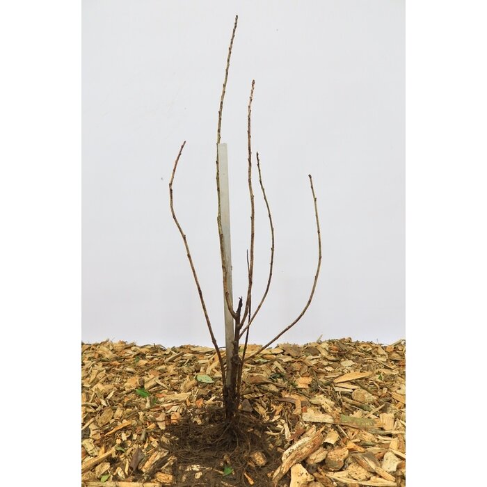 Ribes sanguineum 'King Edward VII' - Rode ribes (Kale wortel)