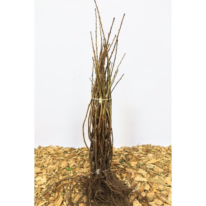 Ribes odoratum (Aureum) - Gele ribes (Kale wortel)