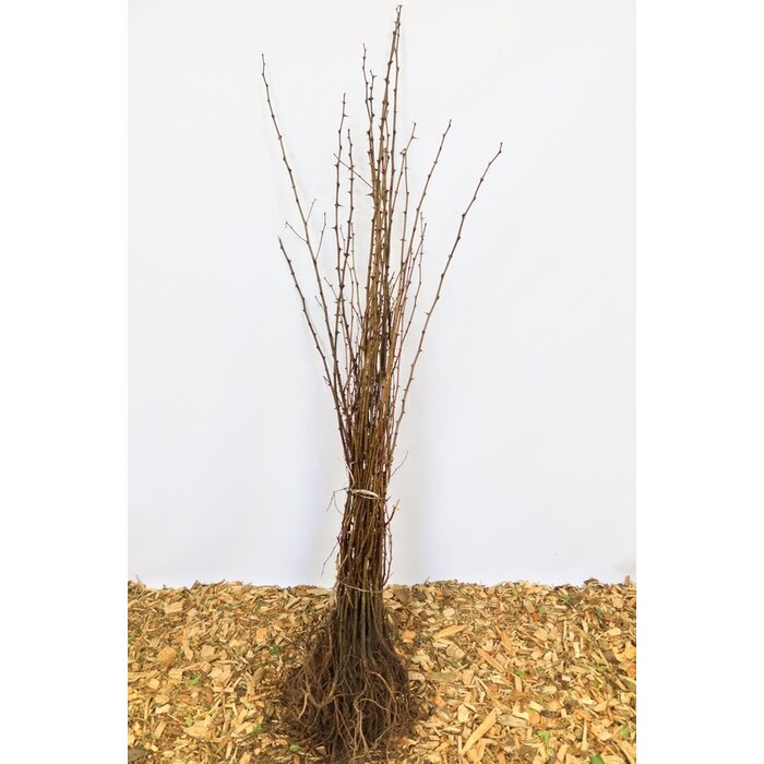 Robinia pseudoaccacia - Acacia (Kale wortel) PRE-ORDER