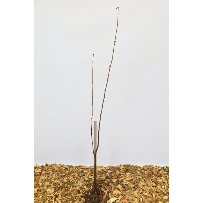 Robinia pseudoaccacia - Acacia (Kale wortel) PRE-ORDER
