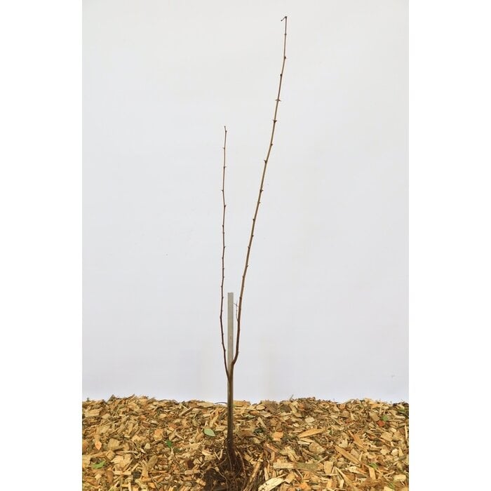 Robinia pseudoaccacia - Acacia (Kale wortel)