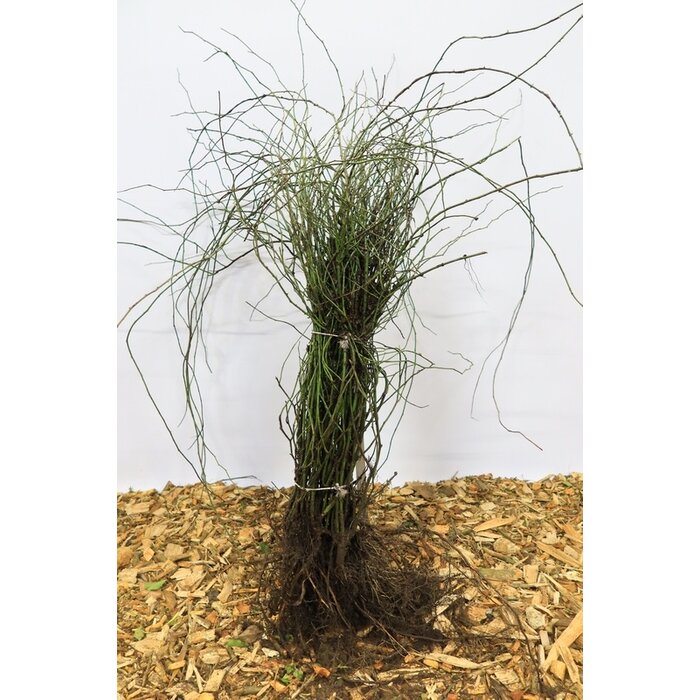 Rosa arvensis - Bosroos (Kale wortel)