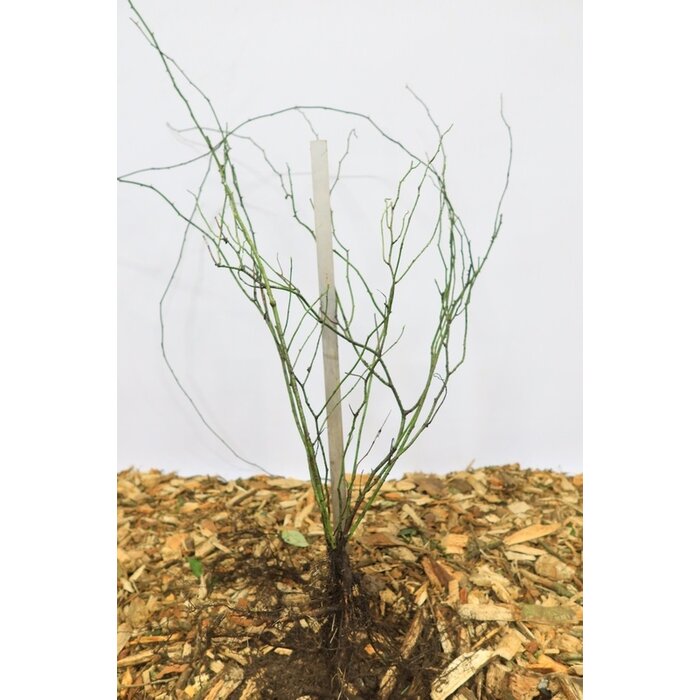 Rosa arvensis - Bosroos (Kale wortel)