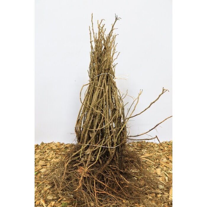 Rosa rugosa - Japanse bottelroos (Kale wortel)