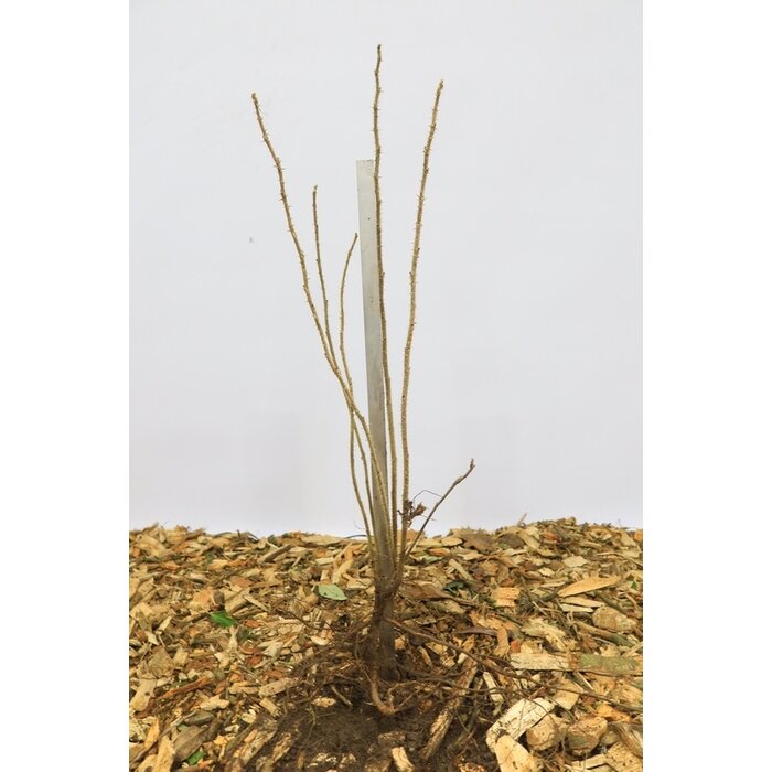 Rosa rugosa - Japanse bottelroos (Kale wortel)