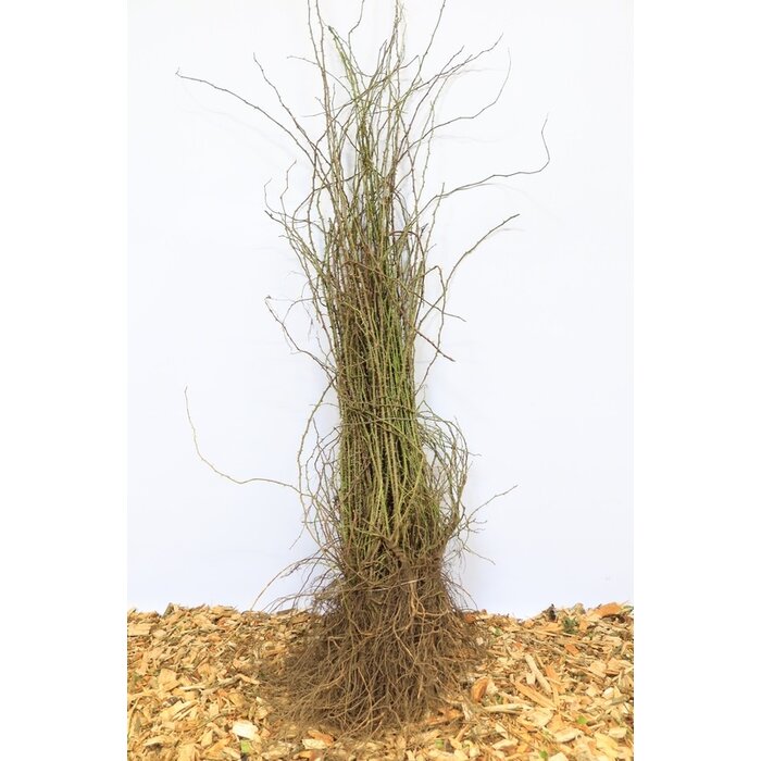 Rosa rubiginosa - Wilde roos (Kale wortel)