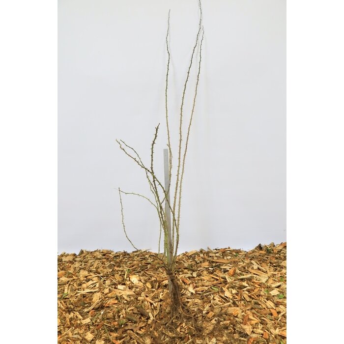 Rosa rubiginosa - Wilde roos (Kale wortel)