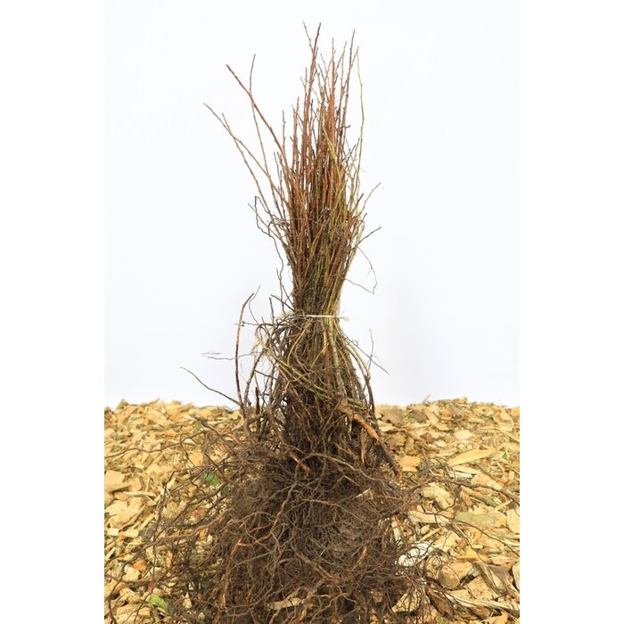 Rosa nitida - Wilde roos (Kale wortel) -> PRE-ORDER