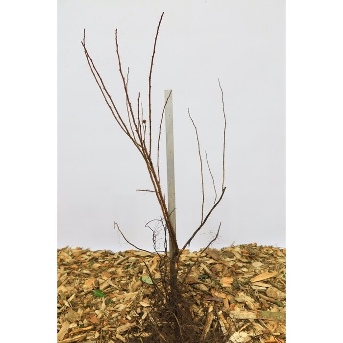 Rosa nitida - Wilde roos (Kale wortel) -> PRE-ORDER