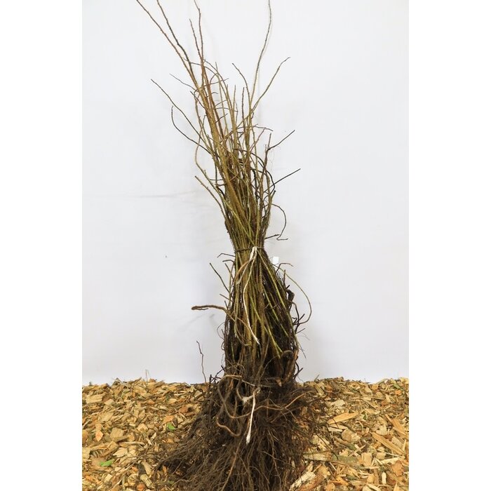 Rosa multiflora - Veelbloemige roos (Kale wortel)