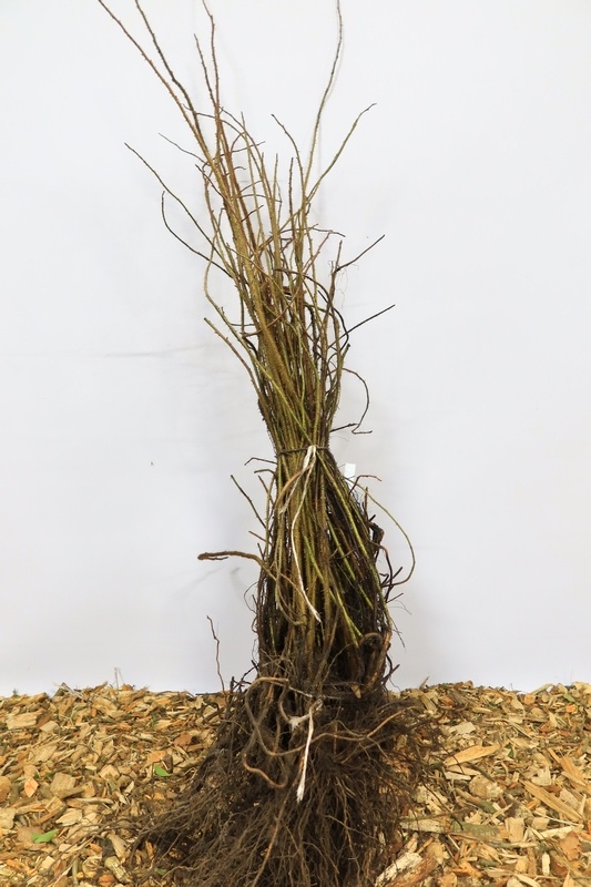 Rosa multiflora - Veelbloemige roos (Kale wortel)