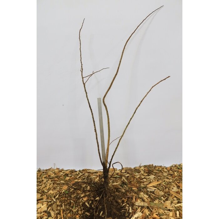 Rosa multiflora - Veelbloemige roos (Kale wortel)