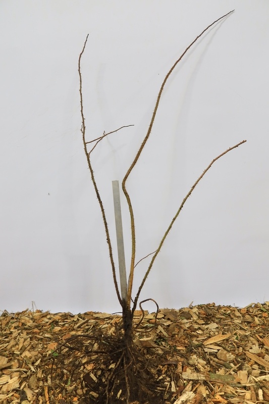 Rosa multiflora - Veelbloemige roos (Kale wortel)