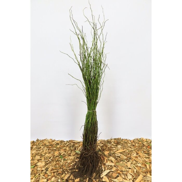 Rosa canina - Hondsroos (Kale wortel)