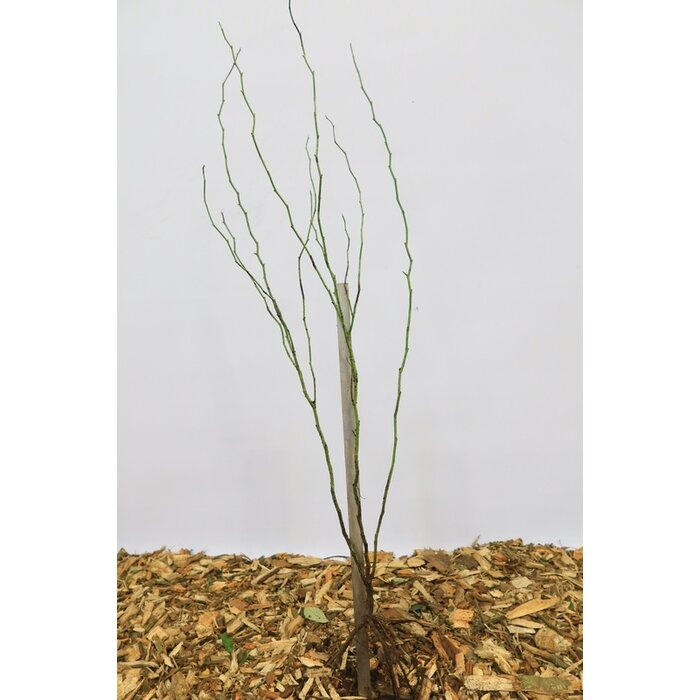 Rosa canina - Hondsroos (Kale wortel)