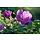 Rosa rugosa - Japanse bottelroos (Kale wortel) -> PRE-ORDER