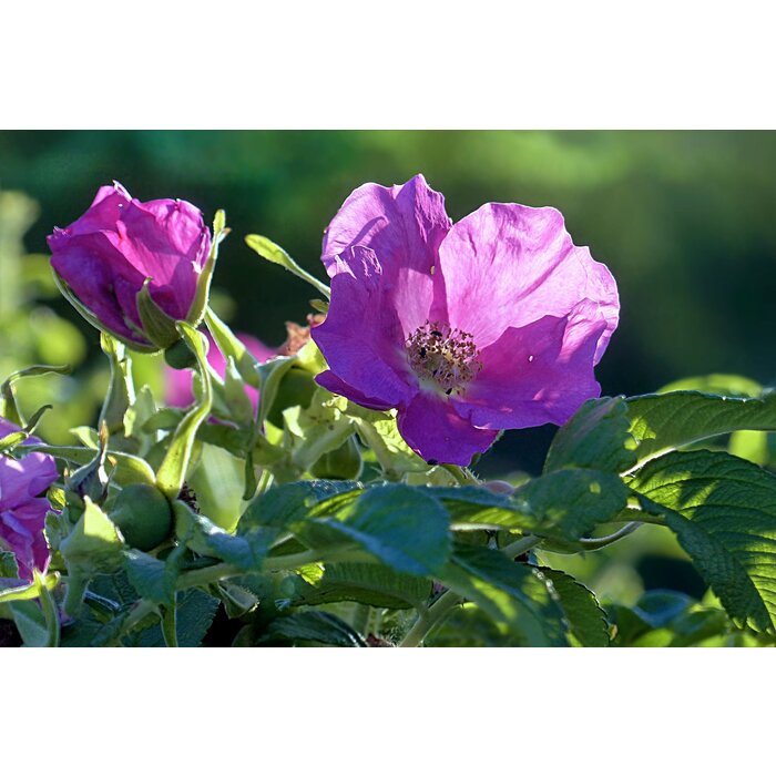 Rosa rugosa - Japanse bottelroos (Kale wortel)