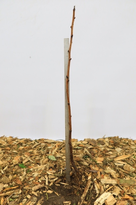 Rubus idaeus 'Schonemann' - Framboos (Kale wortel)