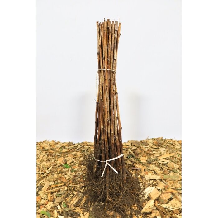 Rubus idaeus 'Héritage' - Herfstframboos (Kale wortel)