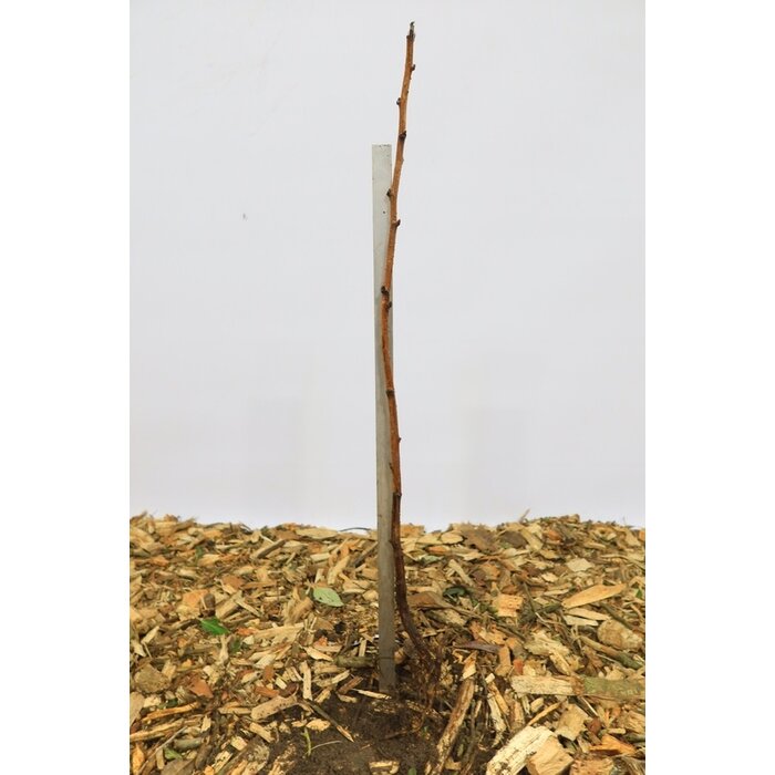 Rubus idaeus 'Fallgold' - Gele herfstframboos (Kale wortel)