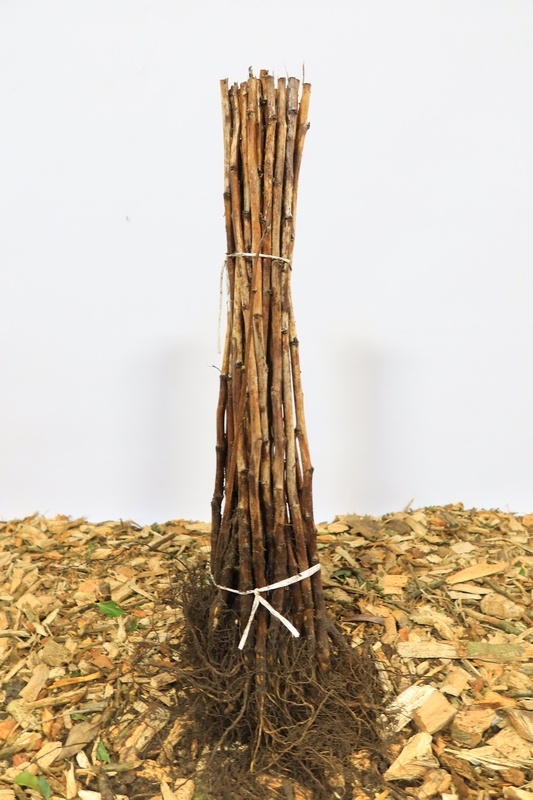 Rubus idaeus 'Blondy' - Gele Framboos (Kale wortel) PRE-ORDER