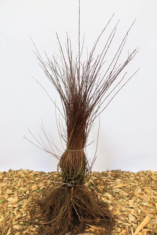 Bittere wilg - Salix purpurea (kale wortel)