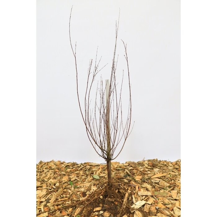 Bittere wilg - Salix purpurea (kale wortel)