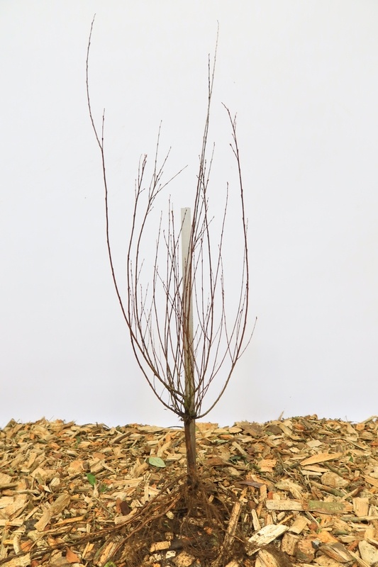 Bittere wilg - Salix purpurea (kale wortel)