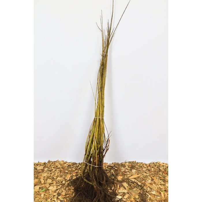 Salix viminalis - Katwilg (Kale wortel) PRE-ORDER