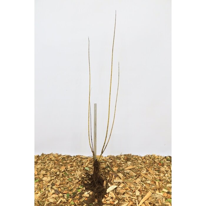 Salix viminalis - Katwilg (Kale wortel) PRE-ORDER