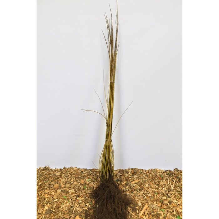 Salix viminalis - Katwilg (Kale wortel) PRE-ORDER
