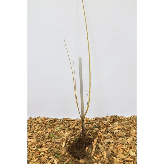 Salix viminalis - Katwilg (Kale wortel) PRE-ORDER