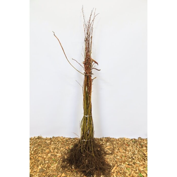 Salix udensis 'Sekka' - Bandwilg (Kale wortel)