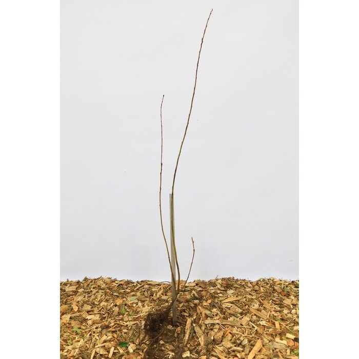 Salix udensis 'Sekka' - Bandwilg (Kale wortel)