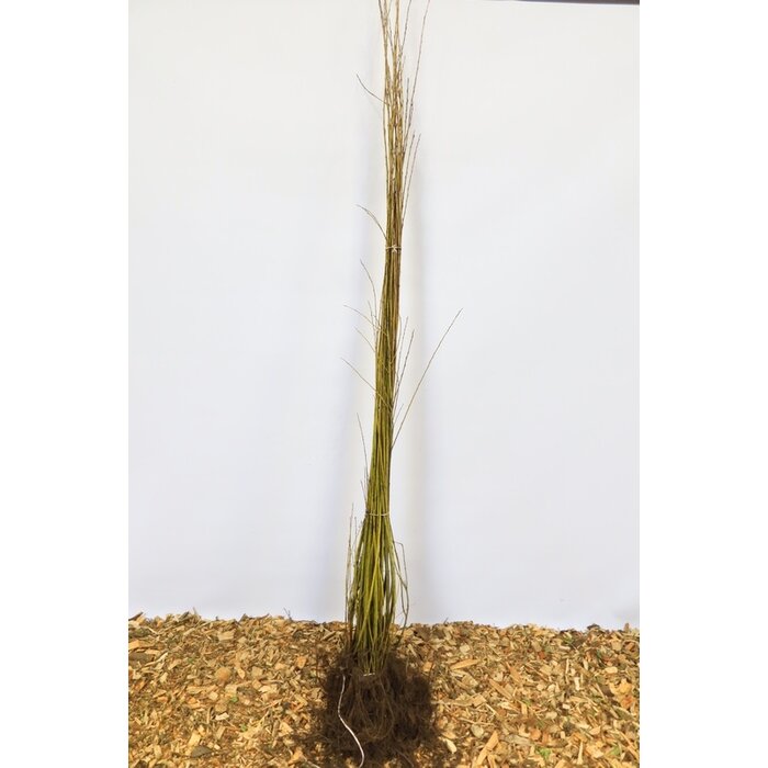 Salix triandra - Amandelwilg (Kale wortel) PRE-ORDER