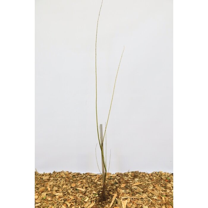 Salix triandra - Amandelwilg (Kale wortel) PRE-ORDER