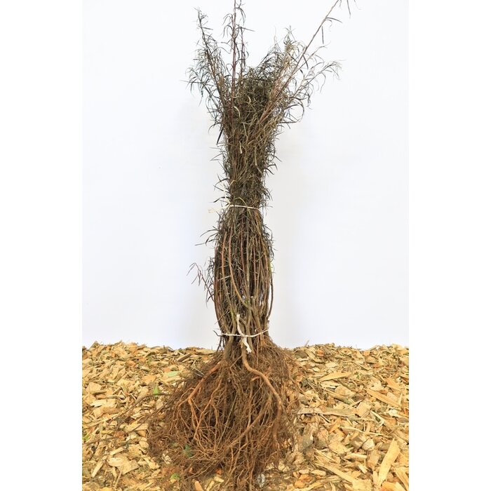 Salix rosmarinifolia - Rozemarijnwilg (Kale wortel)