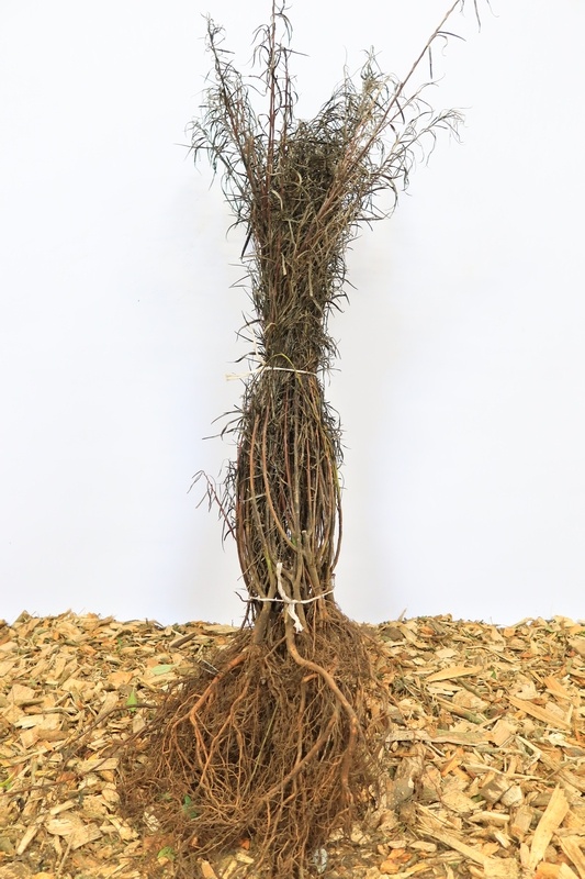 Salix rosmarinifolia - Rozemarijnwilg (Kale wortel)