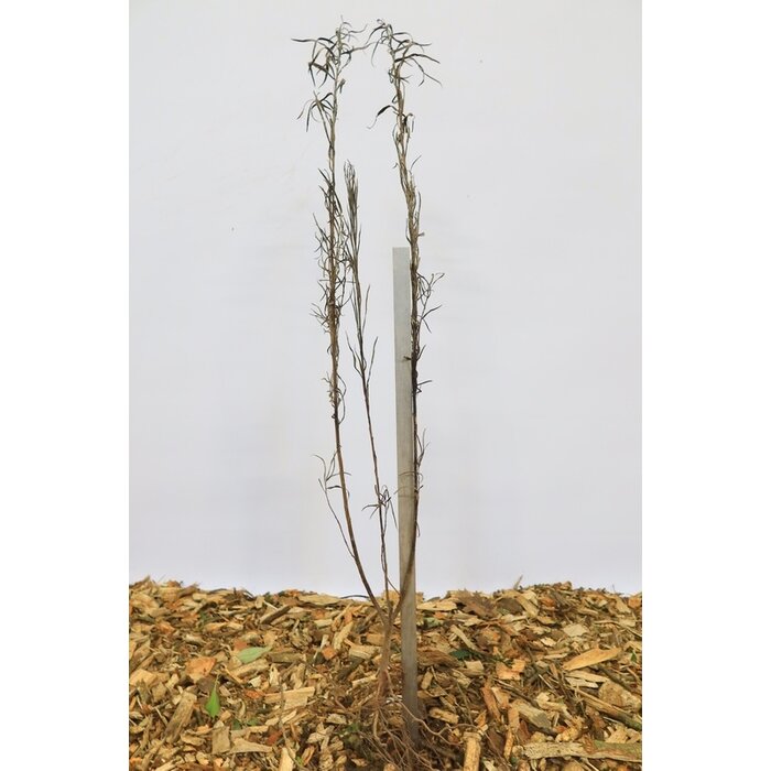 Salix rosmarinifolia - Rozemarijnwilg (Kale wortel)