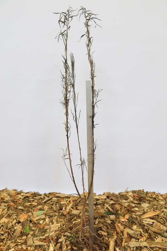 Salix rosmarinifolia - Rozemarijnwilg (Kale wortel)