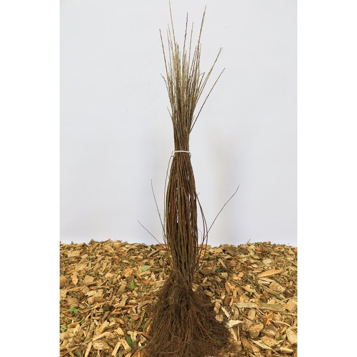 Salix repens nitida - Lage kruipwilg (Kale wortel) PRE-ORDER