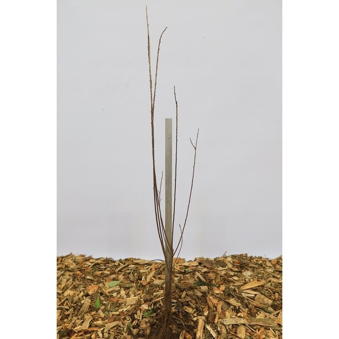 Salix repens nitida - Lage kruipwilg (Kale wortel) PRE-ORDER