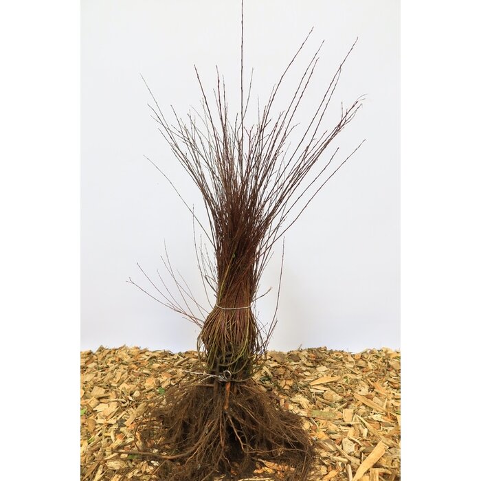 Salix purpurea 'Nana' - Bittere wilg (Kale wortel)