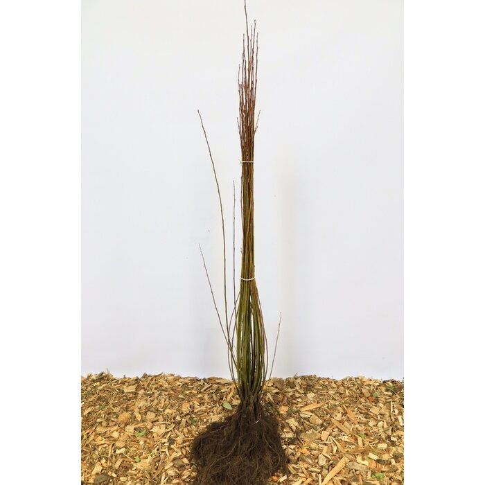 Salix pentandra - Laurierwilg (Kale wortel) PRE-ORDER