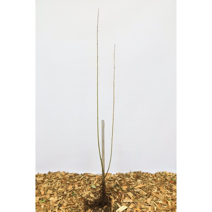 Salix pentandra - Laurierwilg (Kale wortel)