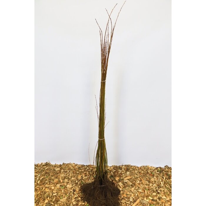 Salix pentandra - Laurierwilg (Kale wortel)