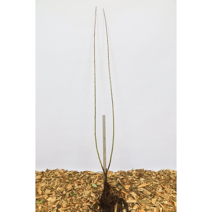 Salix pentandra - Laurierwilg (Kale wortel)