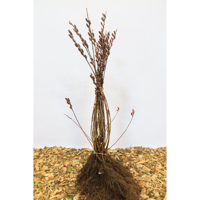 Salix gracillistyla 'Mount Aso' - Wilg (Kale wortel) PRE-ORDER